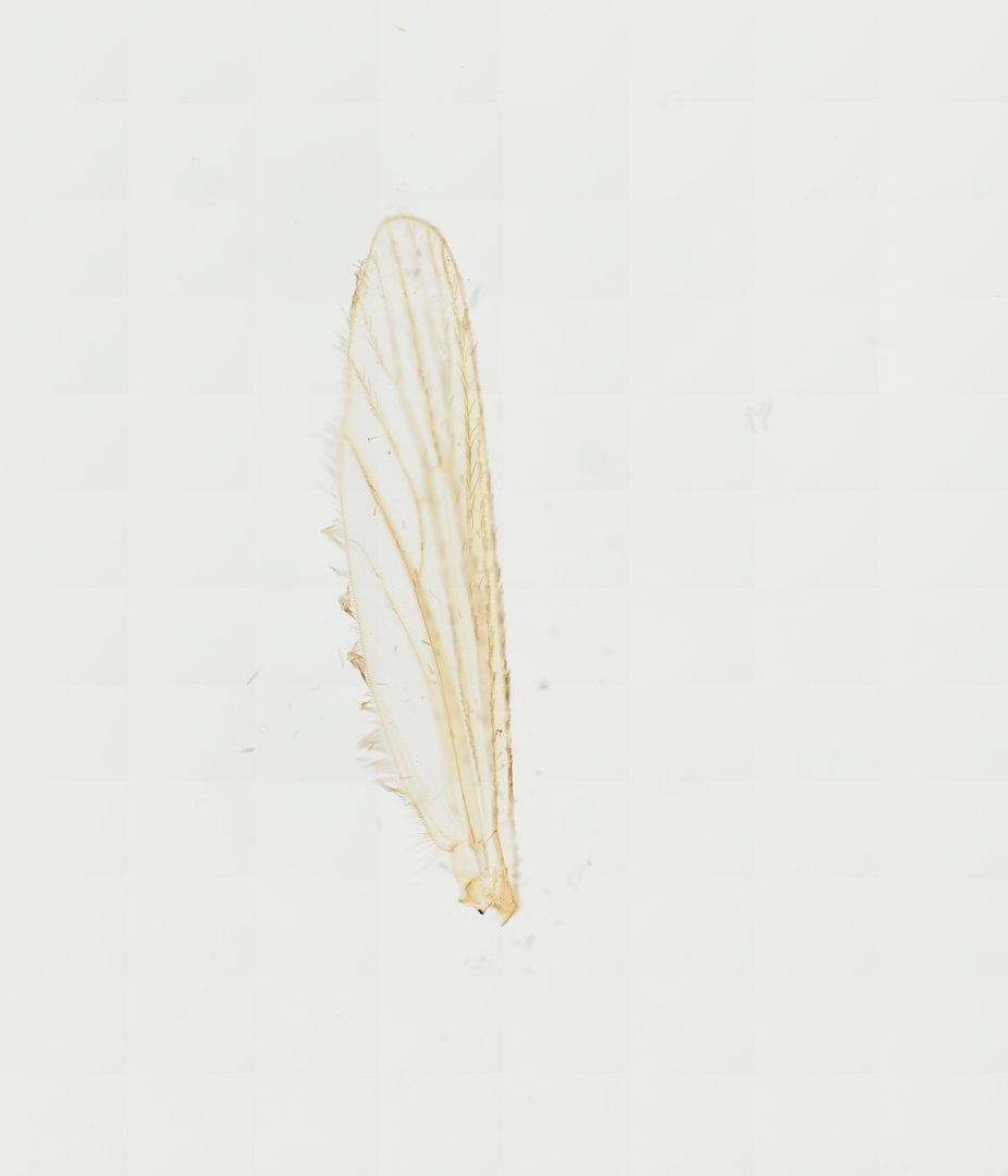 Microscope slide: Mosquito Wings (Whole Mount)