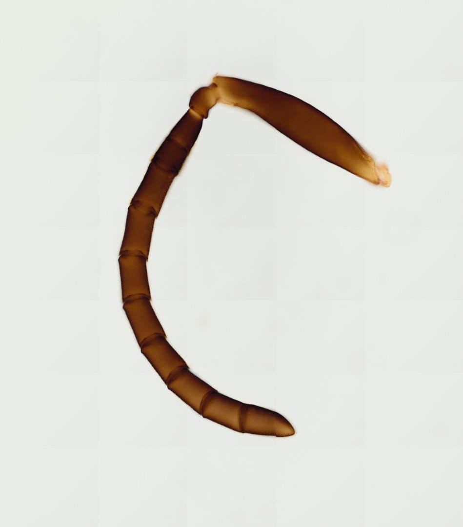 Microscope slide: Honeybee Antenna (Whole Mount)