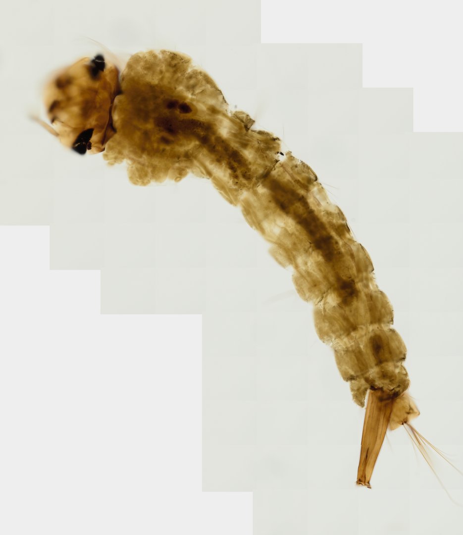 Microscope slide: Mosquito Larva (Whole Mount)
