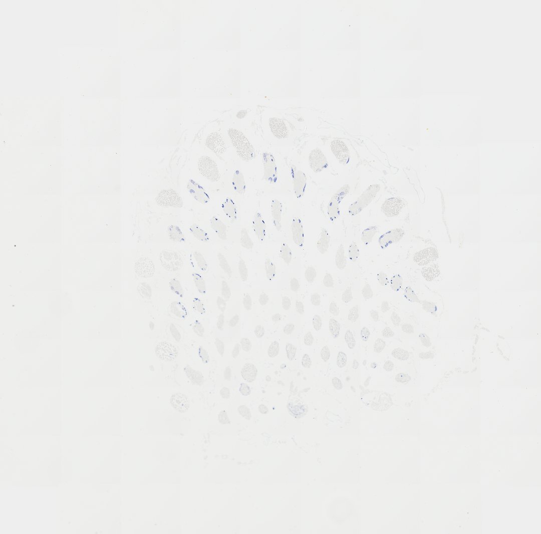 Microscope slide: Locust Testis (Transverse Section)