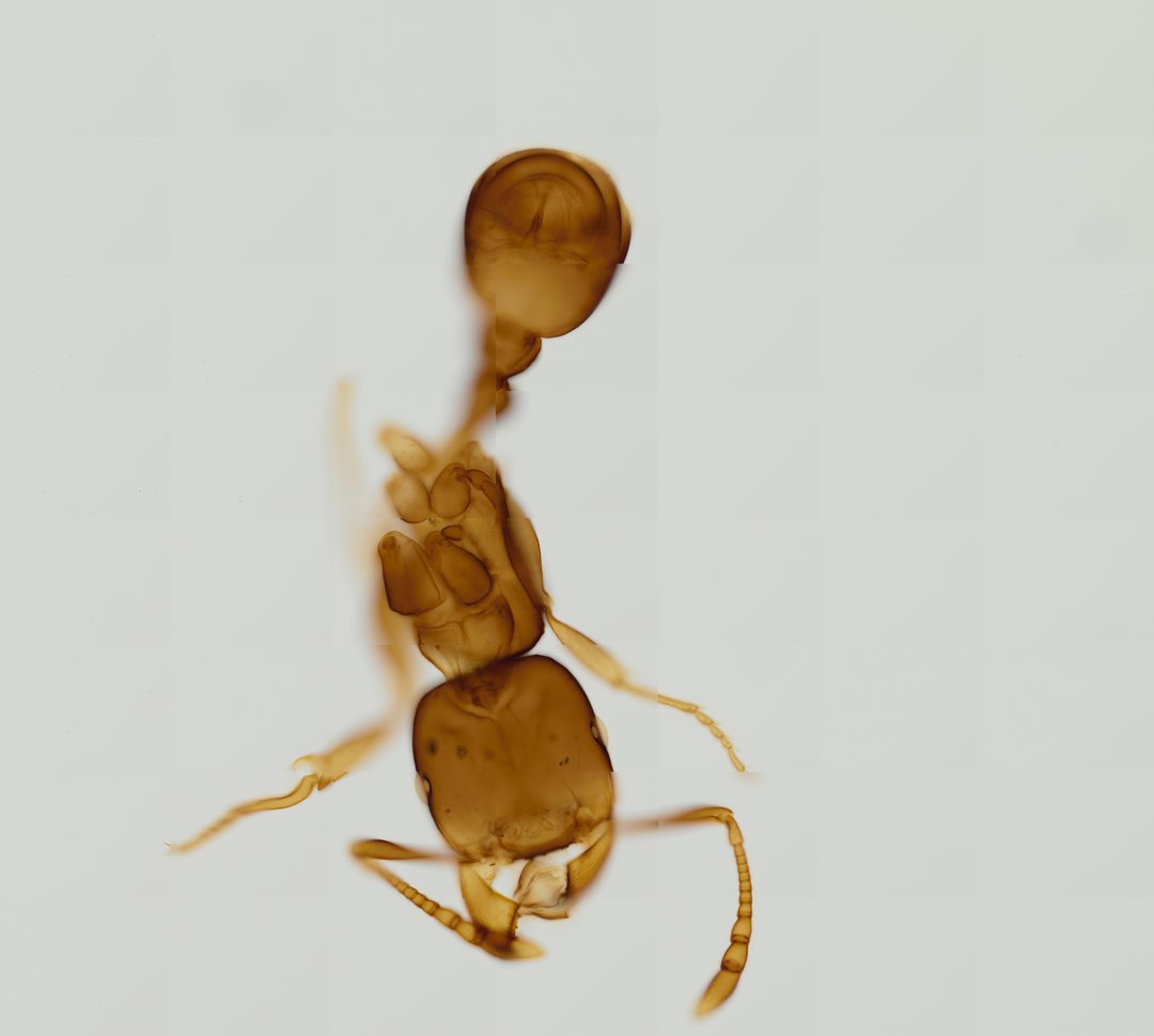Microscope slide: Ant (Whole Mount)