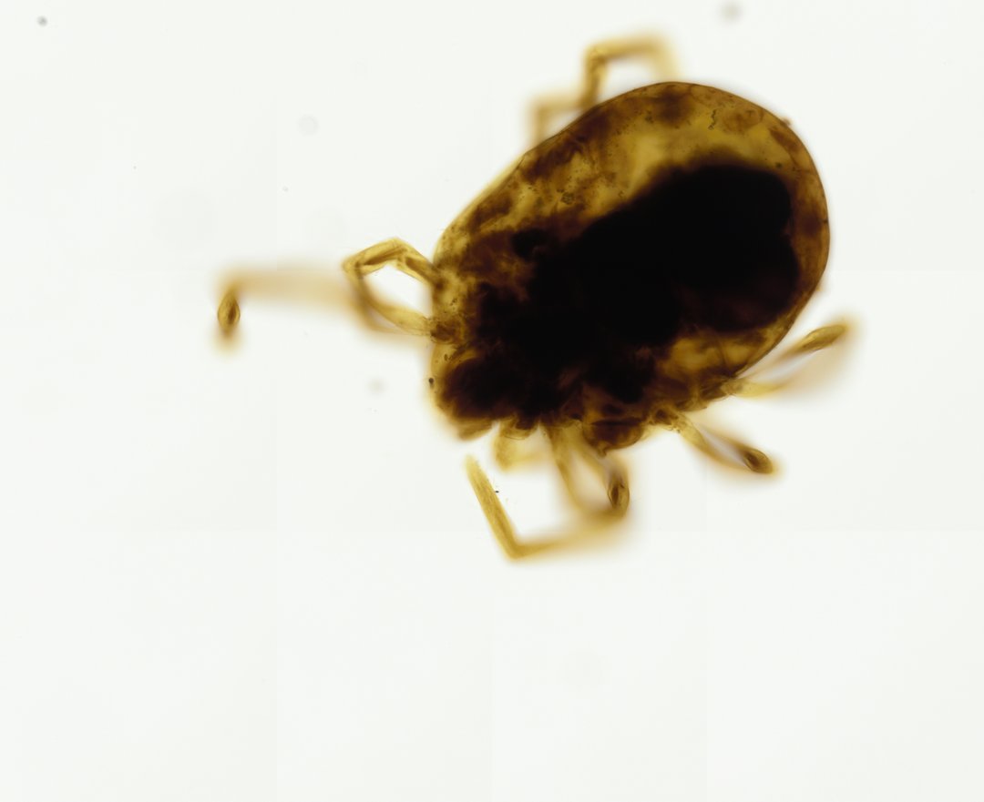 Microscope slide: Aphis (Whole Mount)