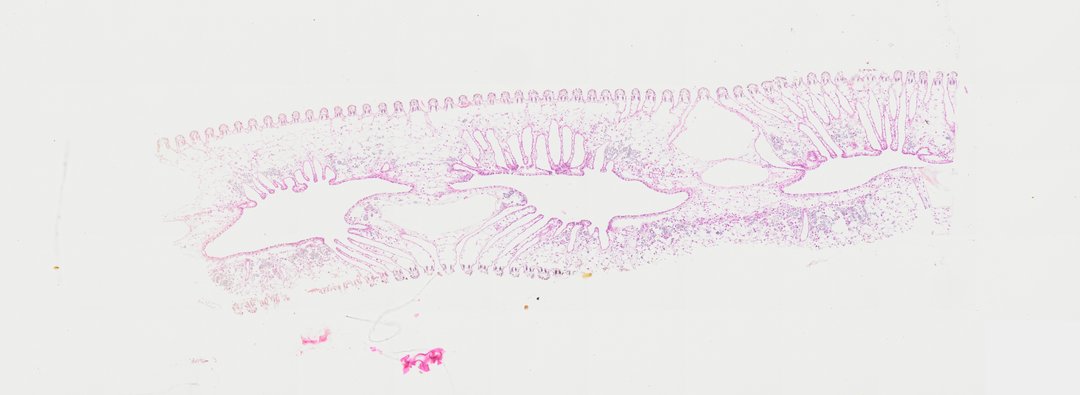 Microscope slide: Oyster Gill (Cross Section)