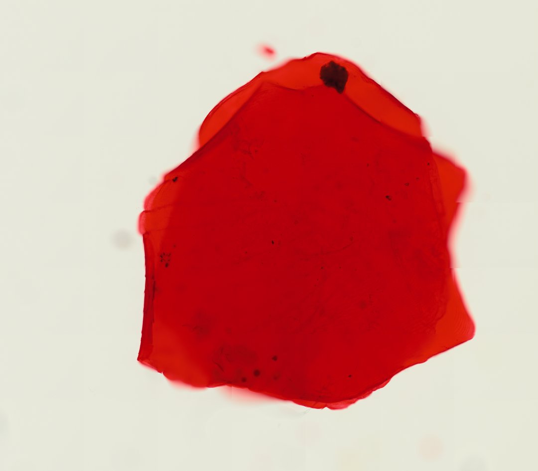 Microscope slide: Fish Scales (Whole Mount)
