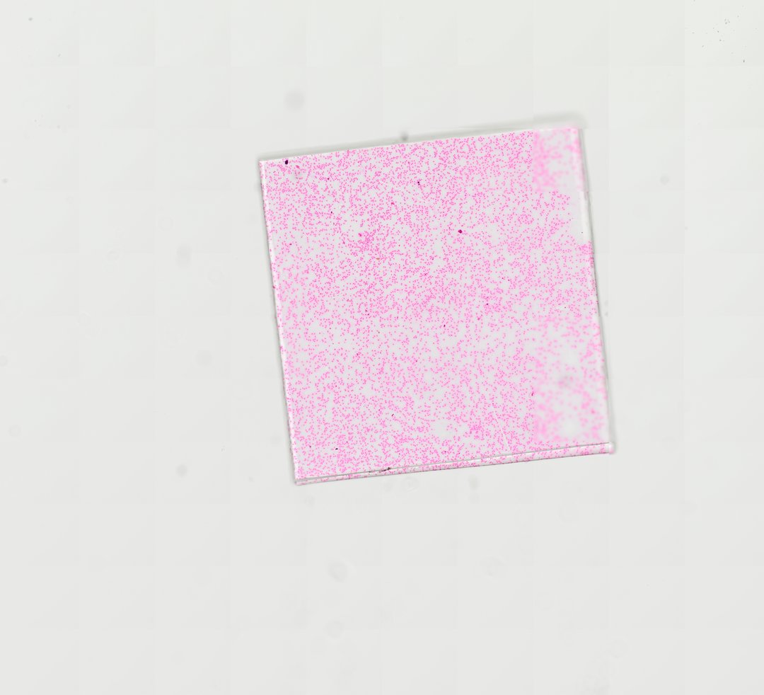 Microscope slide: Fish Blood Smear
