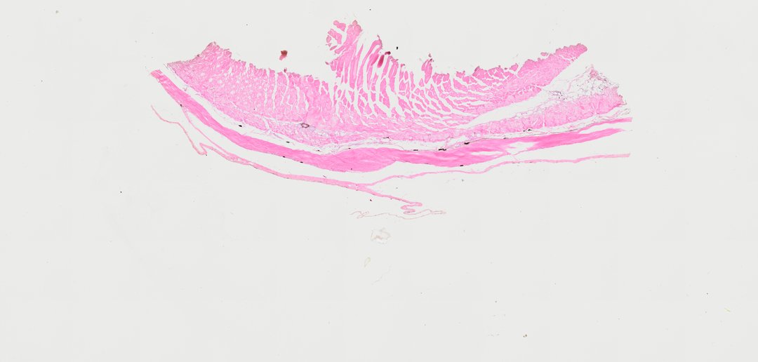 Microscope slide: Skin of Fish (Cross Section)