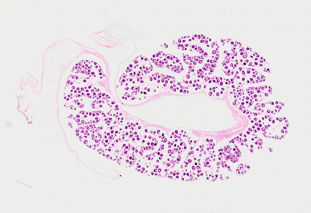 Microscope slide: Testicle of Fish (Section)