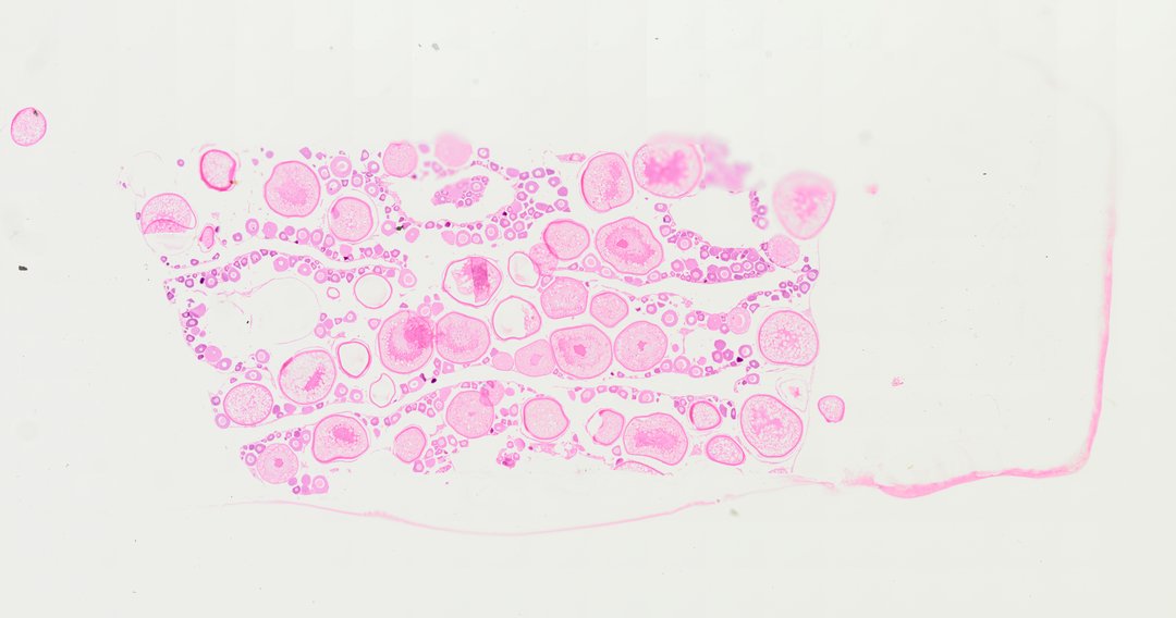 Microscope slide: Ovary of Fish (Section)