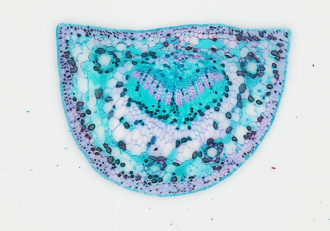 Microscope slide: Pine Needle (Cross Section)