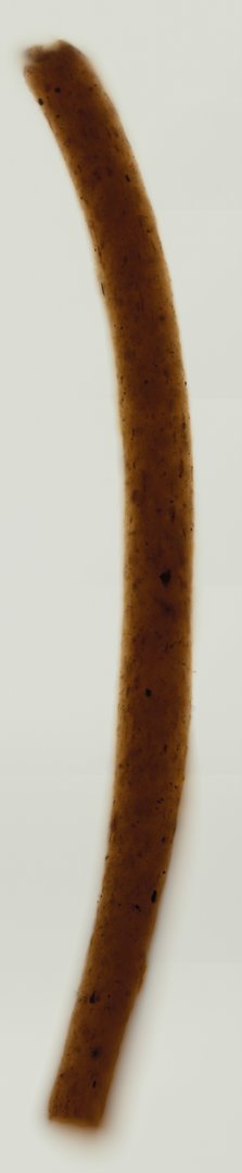 Microscope slide: Nostoc commune (Whole Mount) 