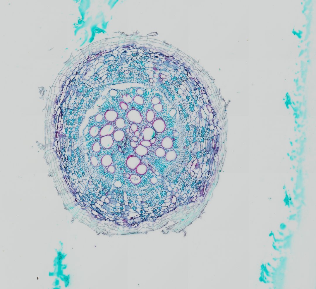 Microscope slide: Cotton Root (Cross Section)