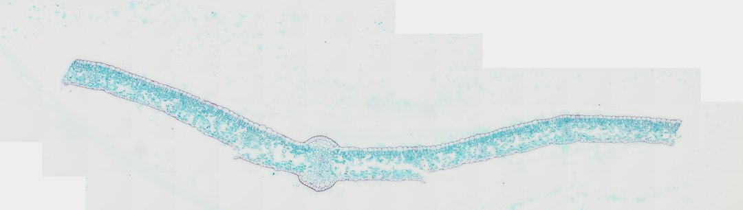 Microscope slide: Lily Leaf (Cross Section)