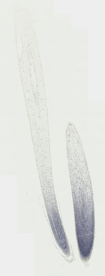Microscope slide: Onion Root Tip Mitosis (Longitudinal Section)