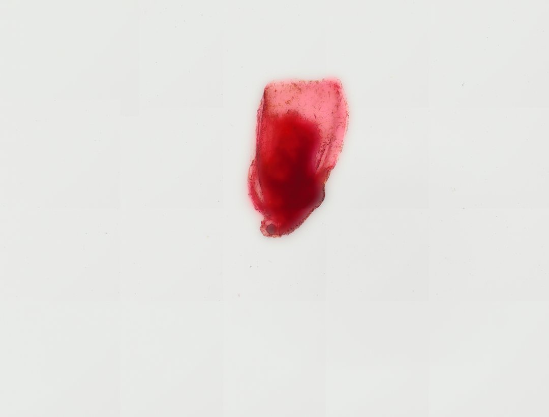 Microscope slide: Daphnia (Whole Mount)