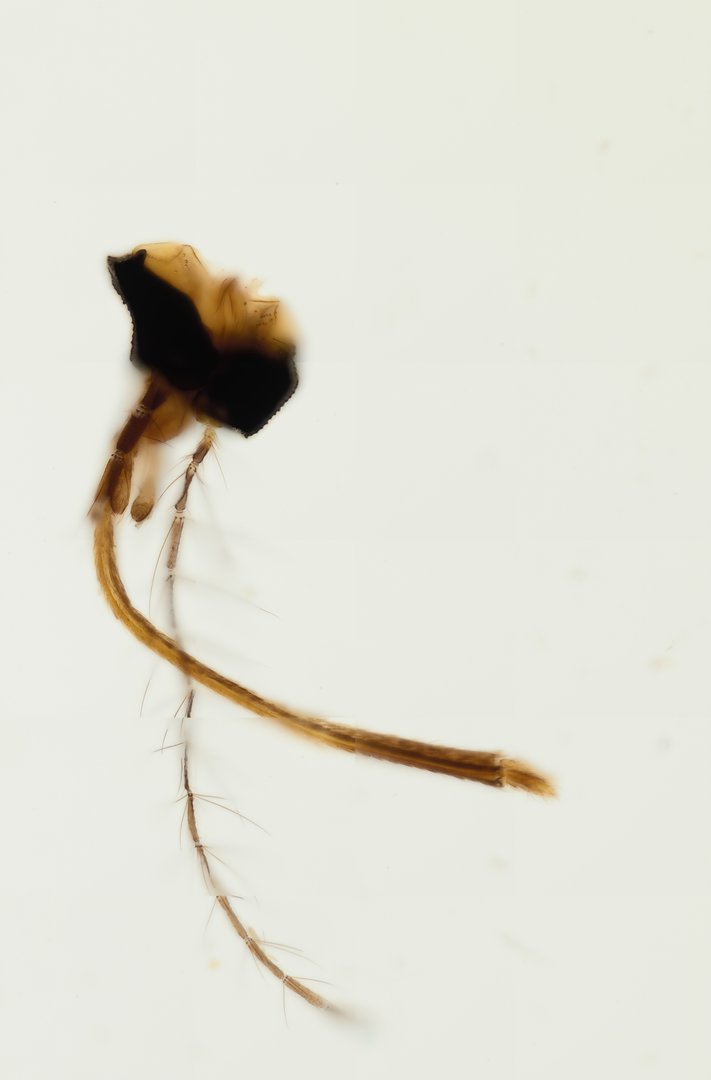 Microscope slide: Female Mosquito Mouthparts (Whole Mount)