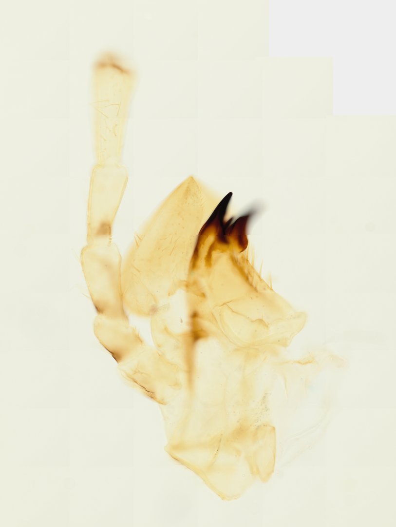 Microscope slide: Cockroach Mouthparts (Whole Mount)