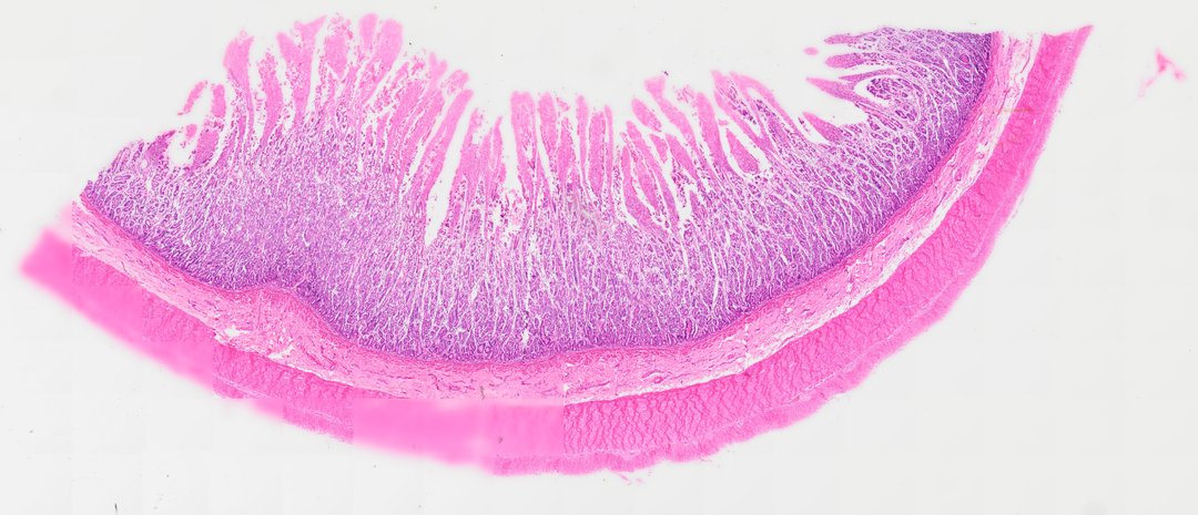Microscope slide: Small Intestine (Cross Section)