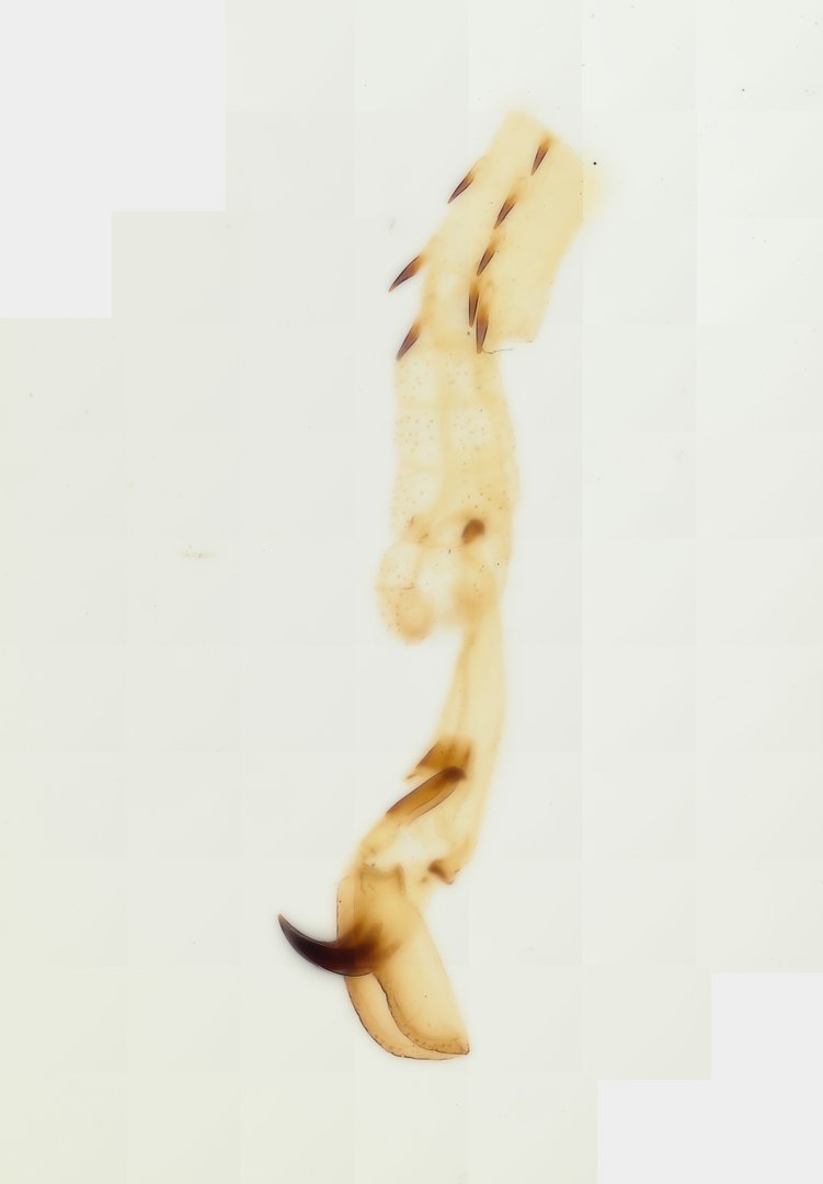 Microscope slide: Dragonfly Leg (Whole Mount)