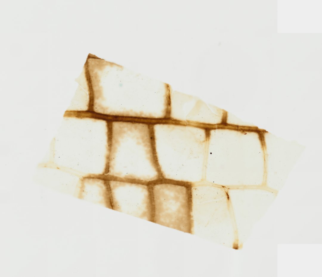 Microscope slide: Dragonfly Wing (Whole Mount)