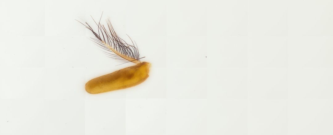 Microscope slide: Housefly Antenna (Whole Mount)