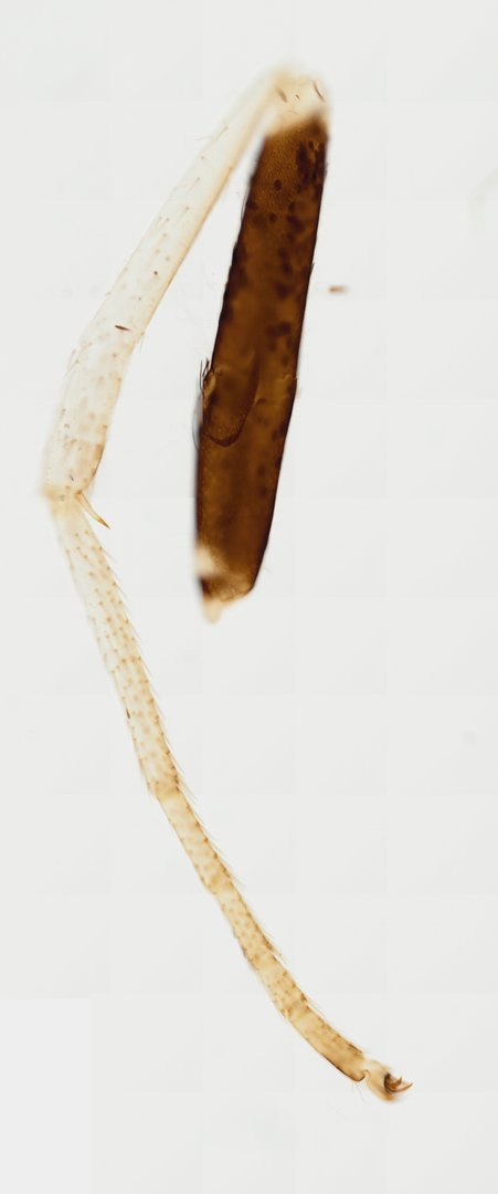 Microscope slide: Butterfly Leg (Whole Mount)