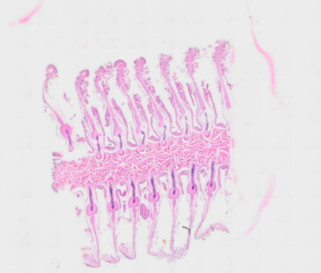 Microscope slide: Fish Gill (Cross Section)