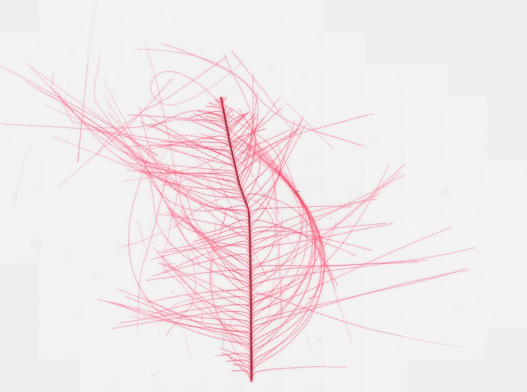 Microscope slide: Bird Feather (Whole Mount)