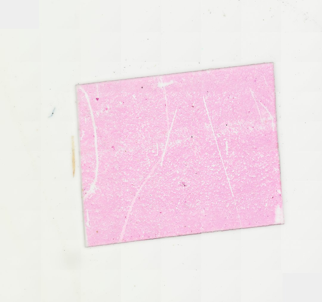 Microscope slide: Chicken Blood Smear